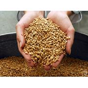 Инспекция зерна при отгрузке Навоийская область