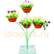 Цветник Тюльпан высокий фото