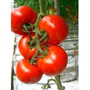 Семена томатов F1 Акатуй фото
