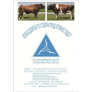 Спермопродукция импортных немецких быков отечественного производства фото