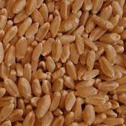 Пшеница 3 класс. Экспорт из Казахстна фотография