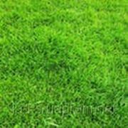 Газон универсальный для отдыха 30грн.кг. Травы газонные в Украине, Купить, Цена, Фото Трава газонная