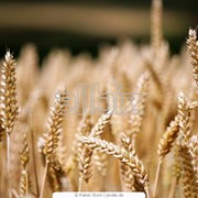 Закуп пшеницы твердых сортов фото
