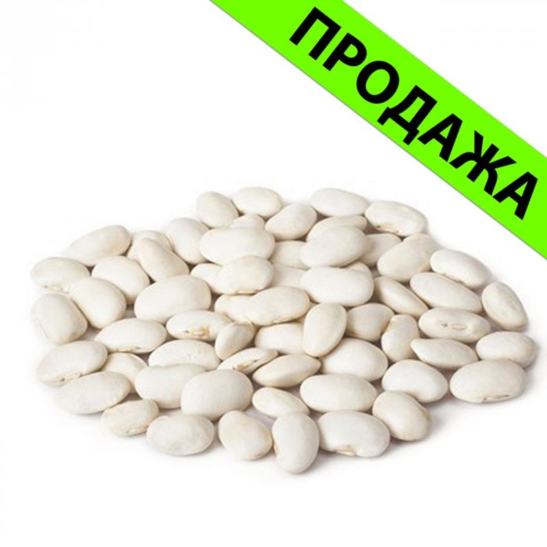 Фасоль домашняя трапеза. Фасоль домашняя трапеза
