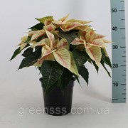 Пуансеттия (молочай) Крисмас Филингс мраморная -- Euphorbia Christmas Feelings Marble фотография