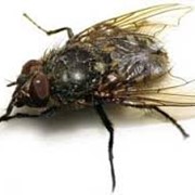 Дезинсекция, уничтожение, истребление мух, избавиться от мух, мухи