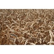 Озимая пшеница Сонечко фото