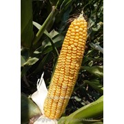 Гибрид кукурузы ДКС 2790 фото