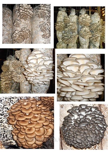 Где Купить Грибные Блоки