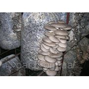 Реализация грибных блоков ВЕШЕНКИ фотография