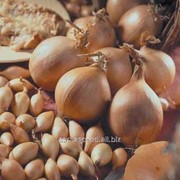 Лук севок Стурон весенний 500 г фотография