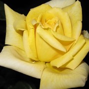 Розы с желтым окрасом фото