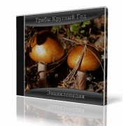 Видеоматериалы по выращиванию грибов фото