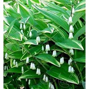 Купена многоцветковая (Polygonatum multiflorum) фото