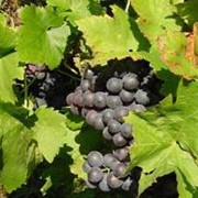 Уксус виноградный ТМ “Уникон“ фото
