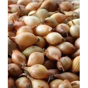 Семена лука (арбажейка) фото
