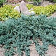 Можжевельник горизонталный Блю Чип / Juniperus horizontalis 'Blue Chip') фото