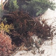Можжевельник горизонтальный "Ред Карпет" Juniperus horizontalis "Red Carpet"