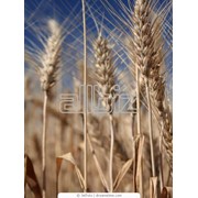 Пшеница фуражная в Украине фотография