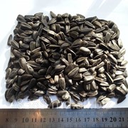 Кондитерский подсолнечник/Confectionary sunflower seeds фотография