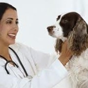 Услуги ветеринарные