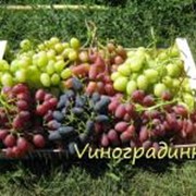 Саженцы винограда элитных столовых сортов фотография