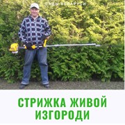 Стрижка живой изгороди в Беларуси (Минск)