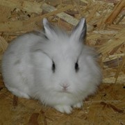 Кролик декоративный фотография