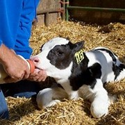Заменитель Цельного Молока (ЗЦМ) для животных фотография