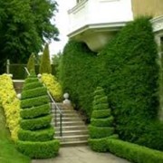 Озеленение домов фото