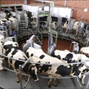 Аппараты доильные фото