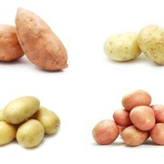 Семенной картофель среднеспелый фото