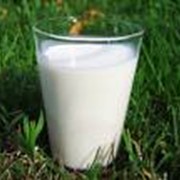 Молоко коровье фотография