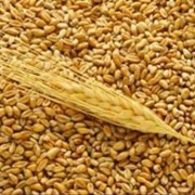 Пшеница 5 класс 5000 тонн