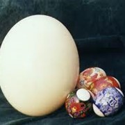 Яйца страусиные фото