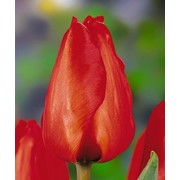 Тюльпаны Lalibela фотография