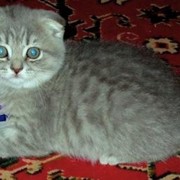 Элитные клубные котята редких окрасов ВИСКАС фото