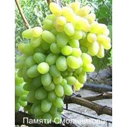 Саженцы винограда Памяти Смольникова фото