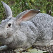 Комбикорм ПЗК-91 для кроликов (гранулы)