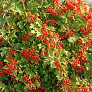 Калина обыкновенная Компактум (Viburnum opulus 'Compactum')