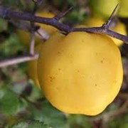 Саженцы айвы, айва яблоковидная, грушевидная собственного выращивания. Айва сорта Мир, вес плода 300 г. фотография