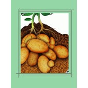 Удобрение органоминеральное «Картофельное» фотография