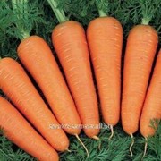 Семена моркови Канада F1 фото