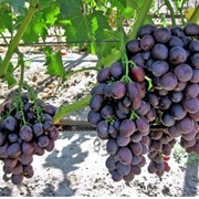 Саженцы винограда. Сорт Дунав
