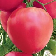 Семена томатов «Бычье сердце»розовое
