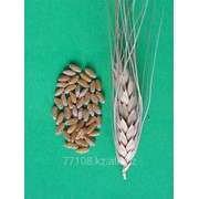 Зерно твердой пшеницы фотография