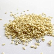 Семена масличных культур фото