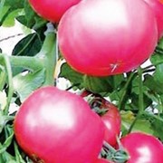Семена томатов волгоградский 323 розовый
