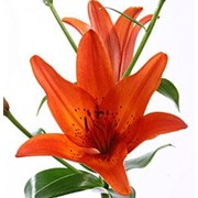 Лилия Вера Круз фото