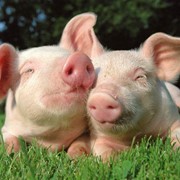 Премикс для супоросных свиноматок 2,5% Германия